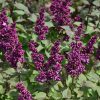 Virtual Violet Lilac #5 - Image 2